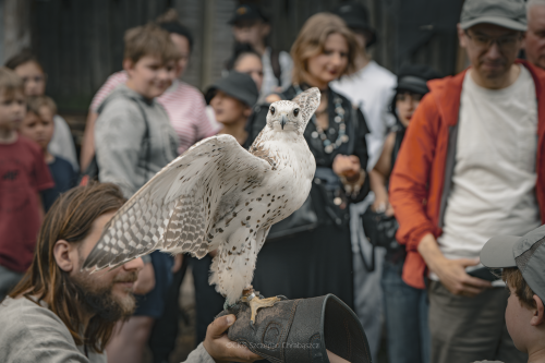 Pokaz drapieżnych ptaków, ludzie przyglądają się prezentowanemu ptakowi