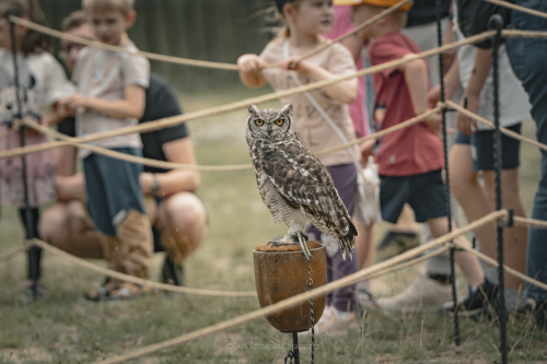 Sowa prezentuje się widowni