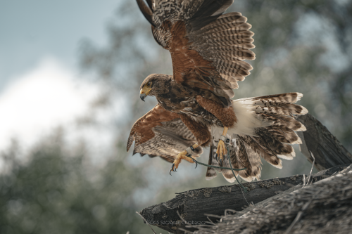Na zdjęciu dostojny, drapieżny ptak w locie