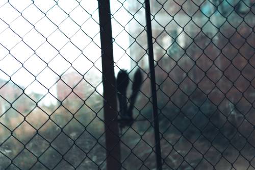 Detal - ptak za ogrodzeniem.