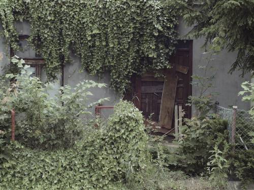 Stare okno i bluszcz.