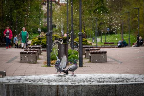 Gołębie w fontannie.