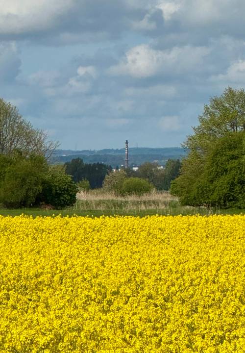 Komin cukrowni w oddali. Na pierwszym planie rzepak.