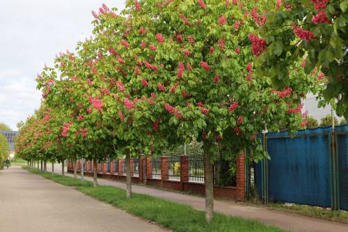 Kwitnące na czerwono drzewa wzdłuż drogi.