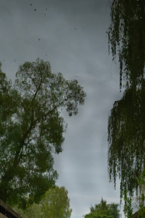 Niebo między drzewami.