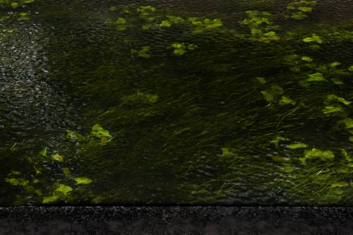 Woda i liście.
