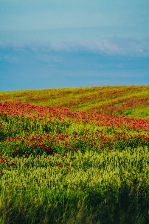 Pole maków.