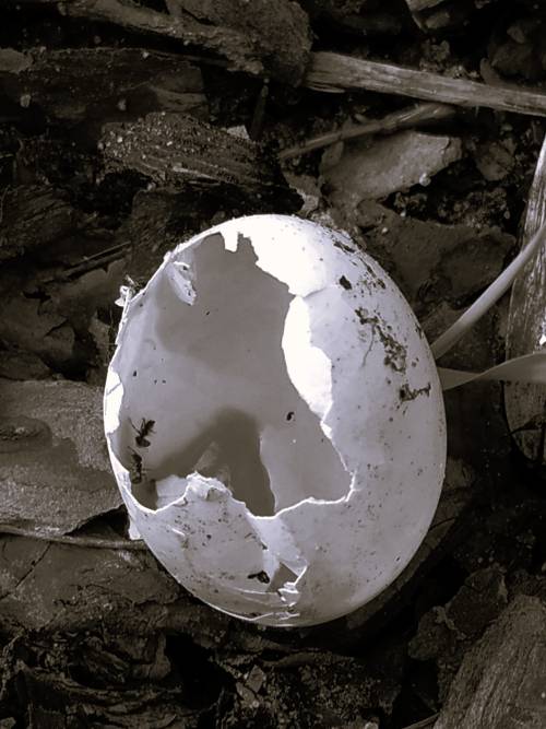 Pusta skorupka jajka.