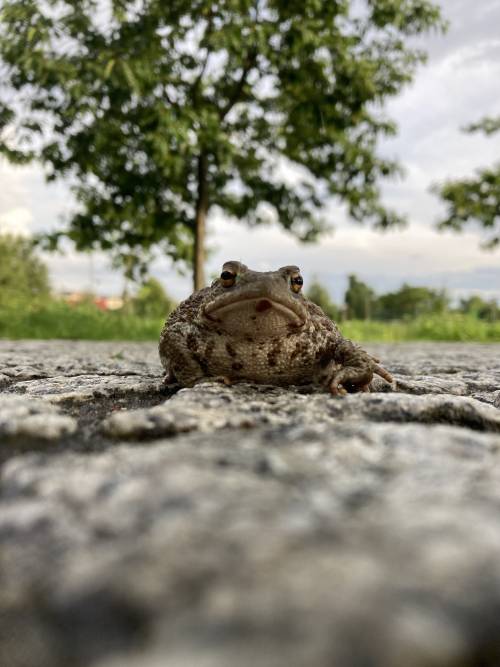 Zbliżenie na żąbę.