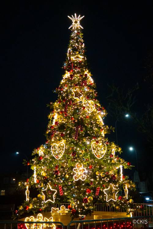 Rozświetlona pruszczańska choinka